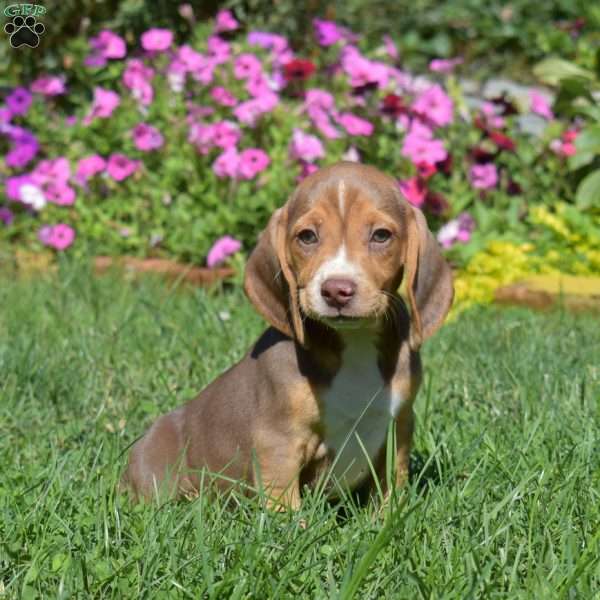 Daisy, Beagle Puppy