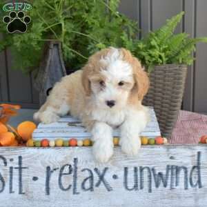 Daisy, Mini Bernedoodle Puppy