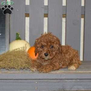 Daisy, Miniature Poodle Puppy