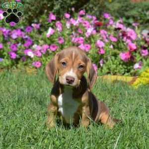Daisy, Beagle Puppy