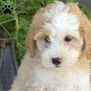 Daisy, Mini Bernedoodle Puppy