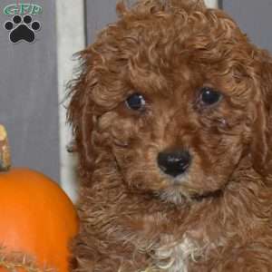 Daisy, Miniature Poodle Puppy