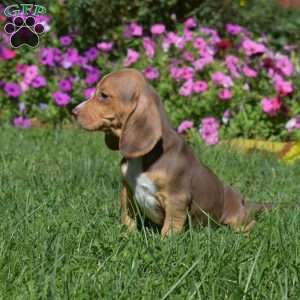Daisy, Beagle Puppy