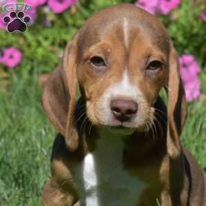 Daisy, Beagle Puppy