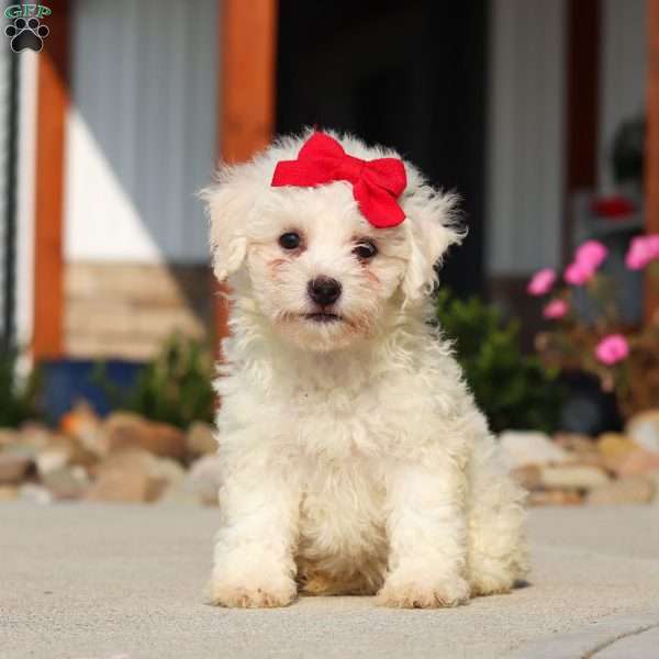 Daisy, Bichon Frise Puppy