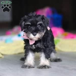 Daisy, Miniature Schnauzer Puppy