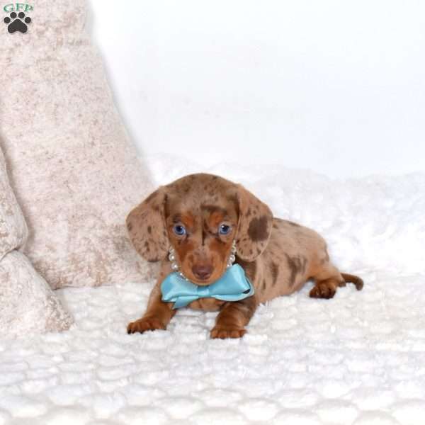 Dakota – Mini, Dachshund Puppy