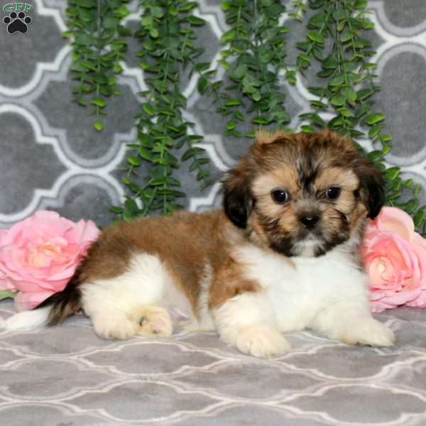 Dale, Teddy Bear Puppy