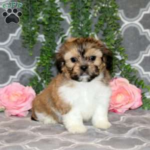 Dale, Teddy Bear Puppy