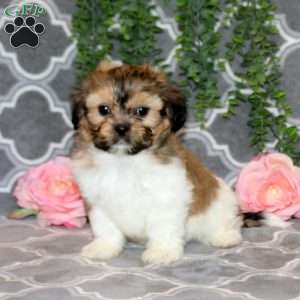 Dale, Teddy Bear Puppy