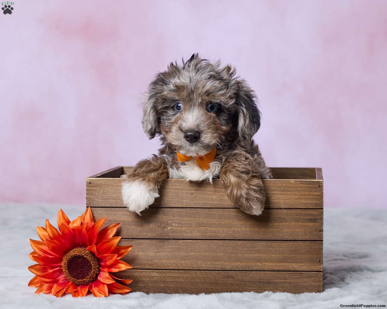 Dallas (Mini Aussiedoodle, Male) in Millersburg, OH