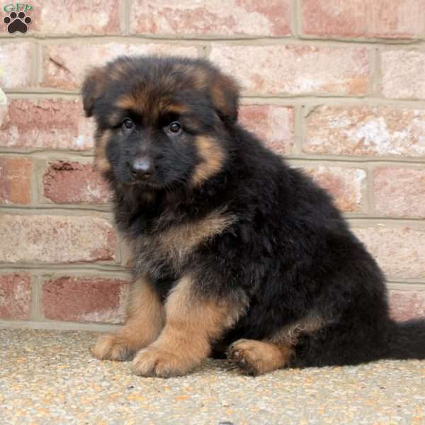 Damian, German Shepherd Puppy