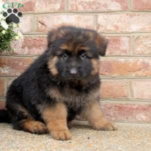 Damian, German Shepherd Puppy