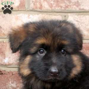 Damian, German Shepherd Puppy