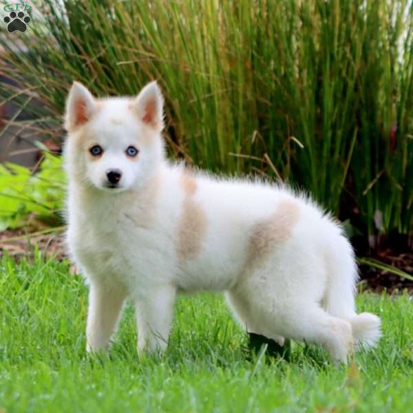 Dana, Pomsky Puppy