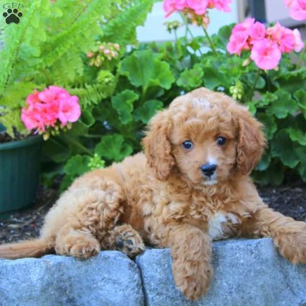Dana, Cavapoo Puppy