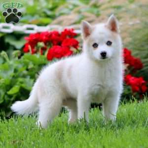 Dana, Pomsky Puppy