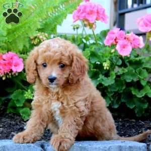 Dana, Cavapoo Puppy