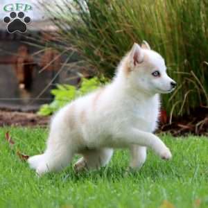 Dana, Pomsky Puppy
