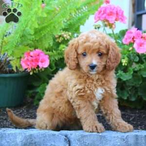 Dana, Cavapoo Puppy