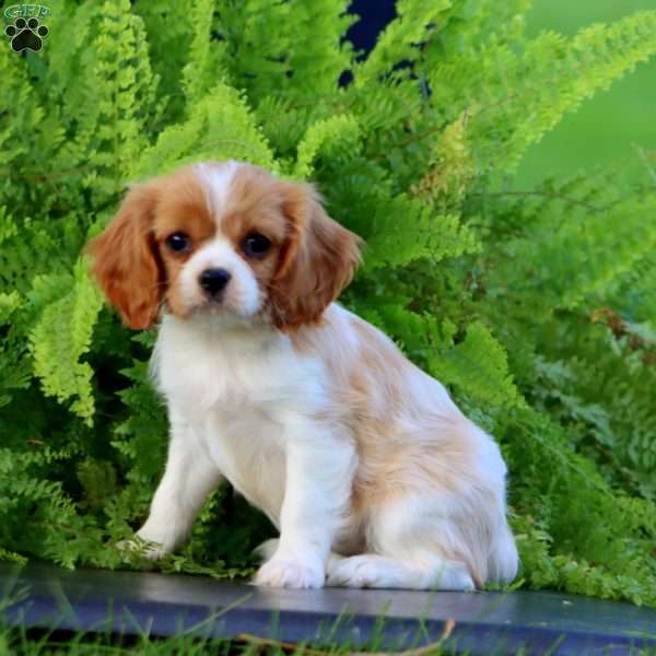 Danielle, Cavalier King Charles Spaniel Puppy