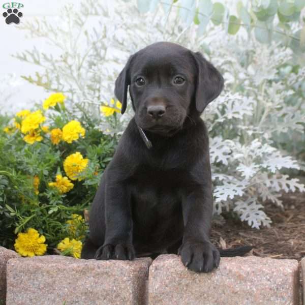 Darla, Black Labrador Retriever Puppy