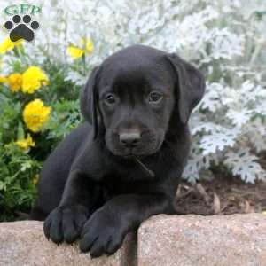 Darla, Black Labrador Retriever Puppy