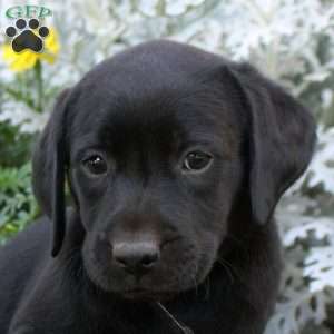 Darla, Black Labrador Retriever Puppy