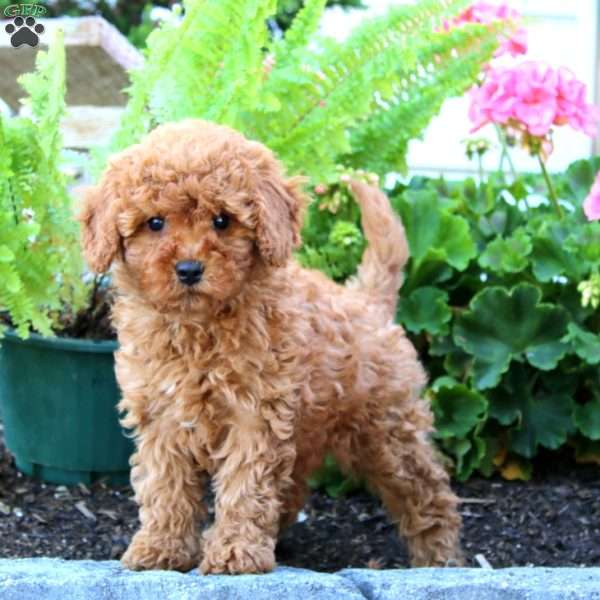 Darla, Cavapoo Puppy