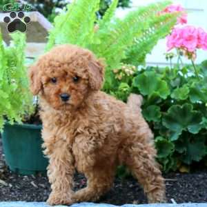 Darla, Cavapoo Puppy
