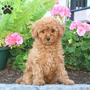 Darla, Cavapoo Puppy