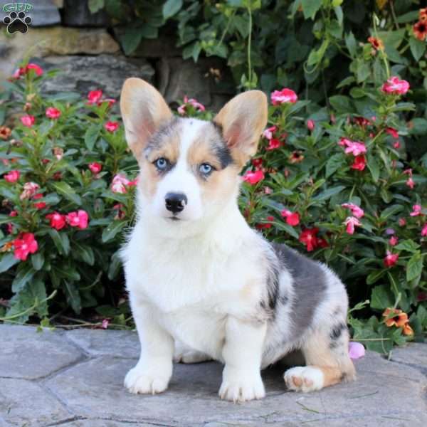 Darwin, Pembroke Welsh Corgi Puppy