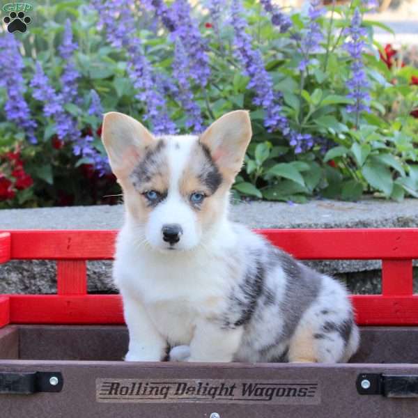 Darwin, Pembroke Welsh Corgi Puppy