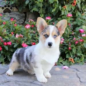 Darwin, Pembroke Welsh Corgi Puppy