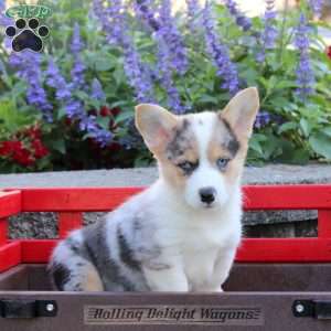 Darwin, Pembroke Welsh Corgi Puppy