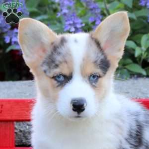 Darwin, Pembroke Welsh Corgi Puppy