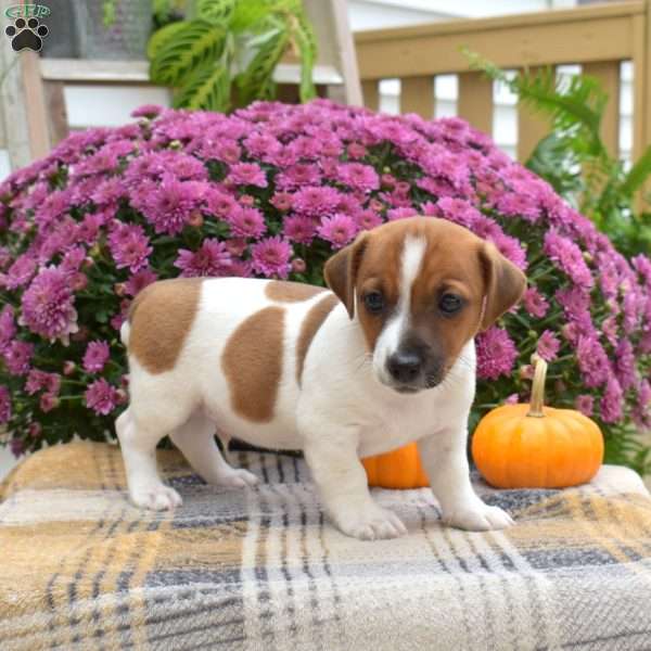 Daryl, Jack Russell Terrier Puppy