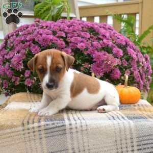 Daryl, Jack Russell Terrier Puppy