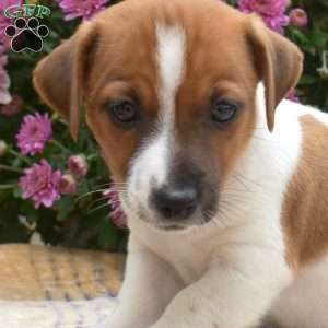 Daryl, Jack Russell Terrier Puppy