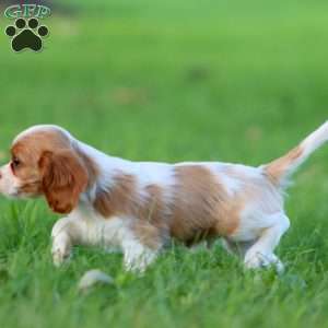Daryl, Cavalier King Charles Spaniel Puppy