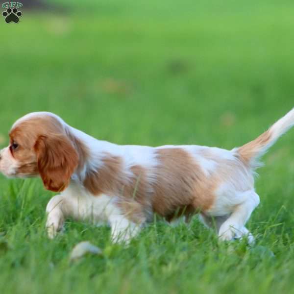 Daryl, Cavalier King Charles Spaniel Puppy