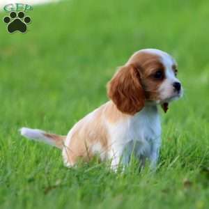 Daryl, Cavalier King Charles Spaniel Puppy