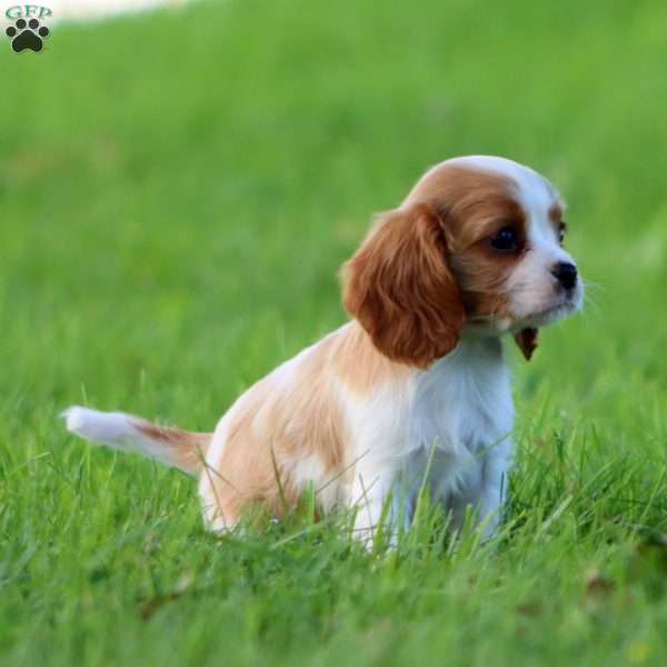 Daryl, Cavalier King Charles Spaniel Puppy