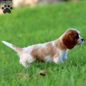 Daryl, Cavalier King Charles Spaniel Puppy