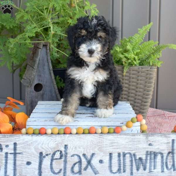 Dash, Mini Bernedoodle Puppy