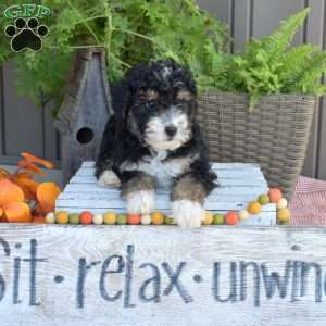 Dash, Mini Bernedoodle Puppy