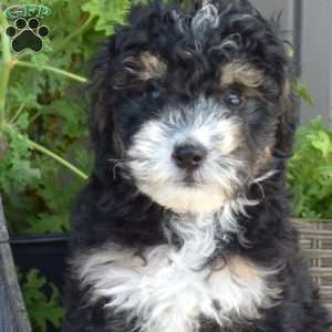 Dash, Mini Bernedoodle Puppy