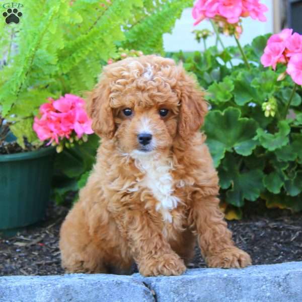 Davey, Cavapoo Puppy