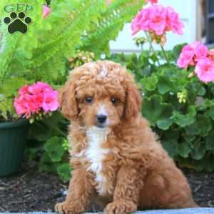 Davey, Cavapoo Puppy