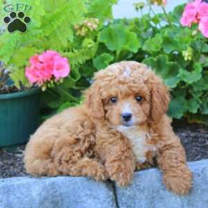 Davey, Cavapoo Puppy